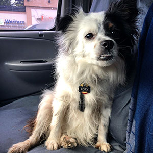 Dog in van front seat